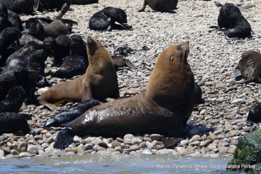 cape fur seal, whale watching, gansbaai, south africa