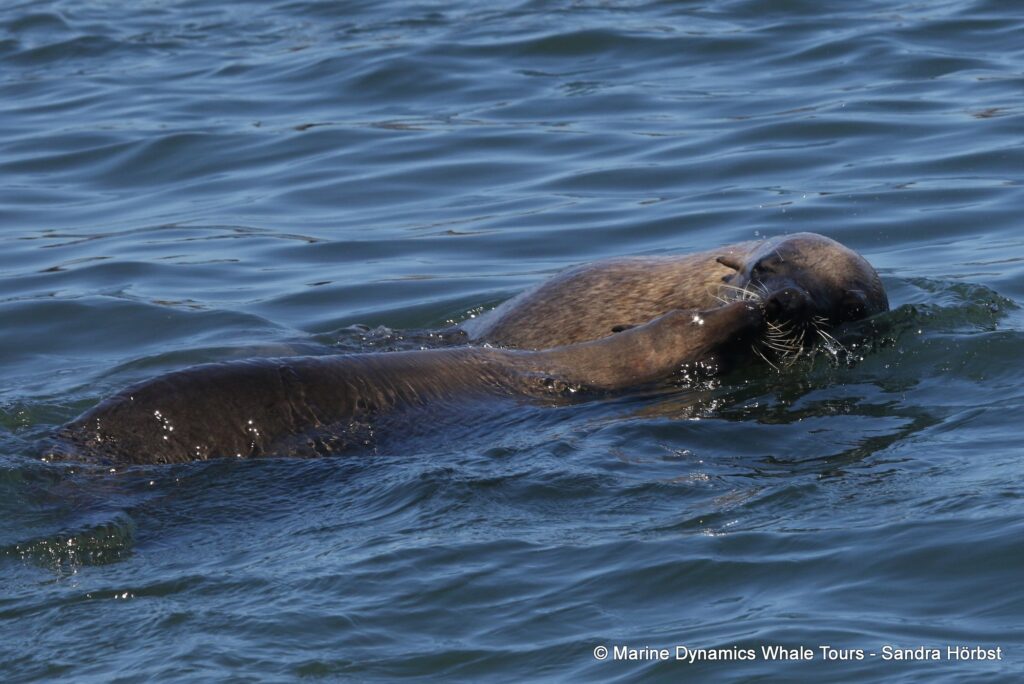 cape fur seal, whale watching, gansbaai, south africa