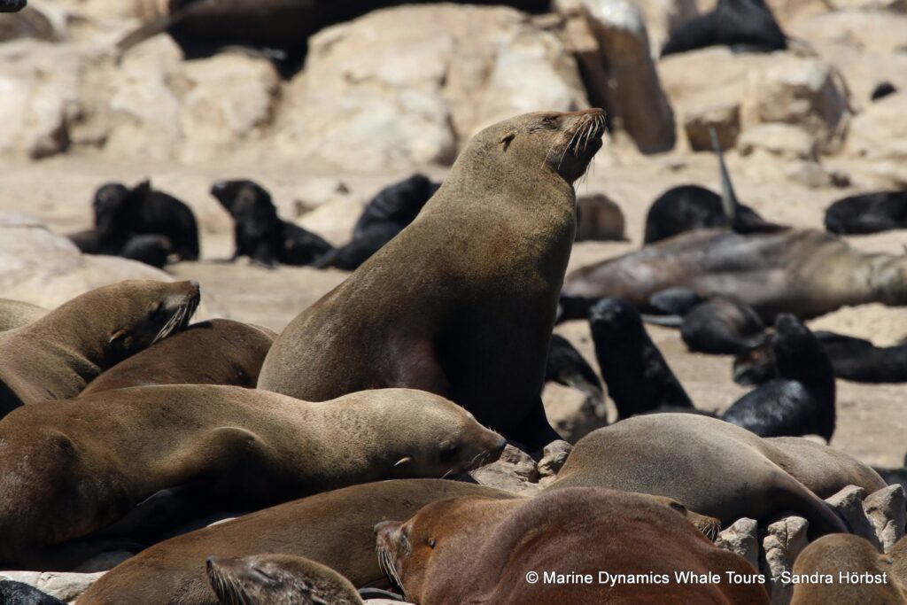 cape fur seal, whale watching, gansbaai, south africa