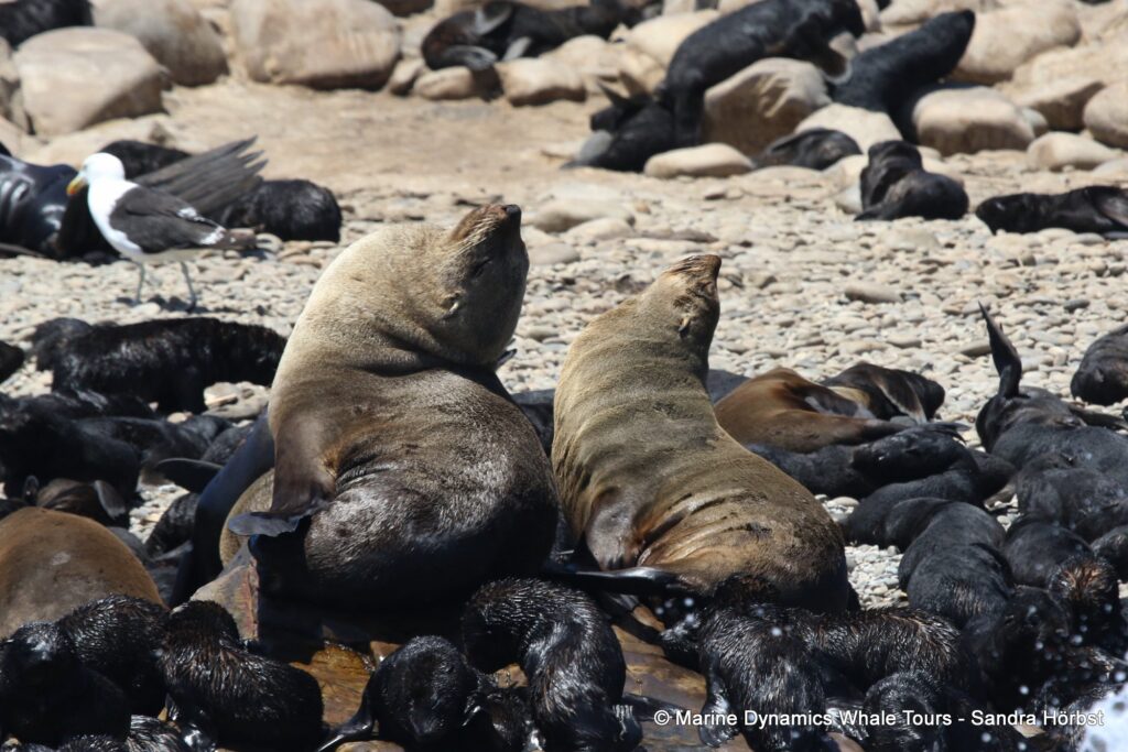 cape fur seal, whale watching, gansbaai, south africa