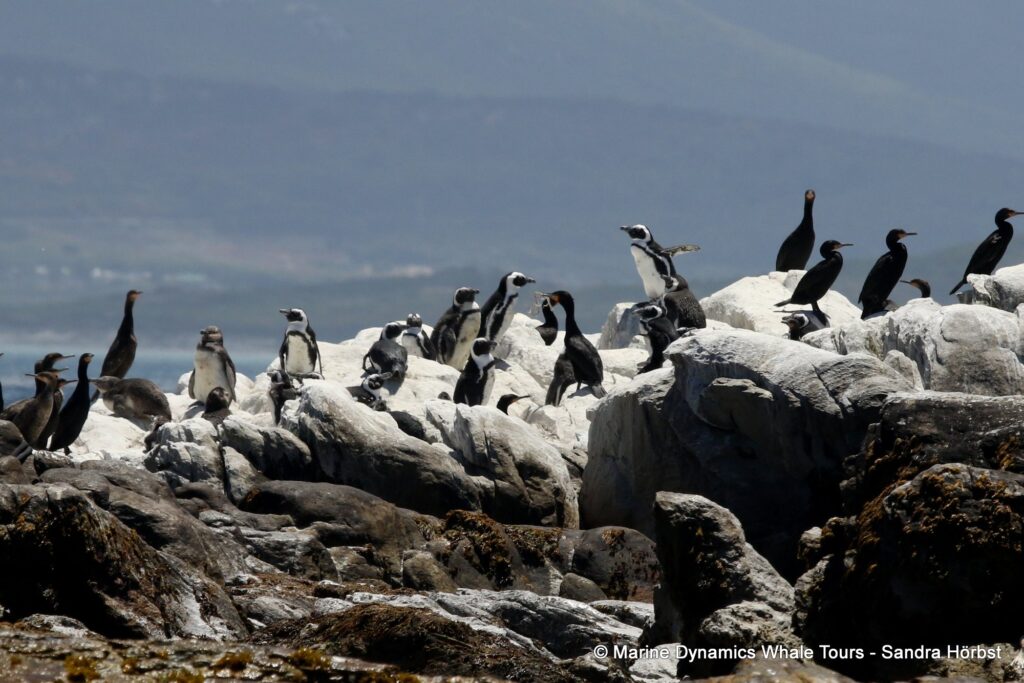 african penguin, whale watching, gansbaai, south africa