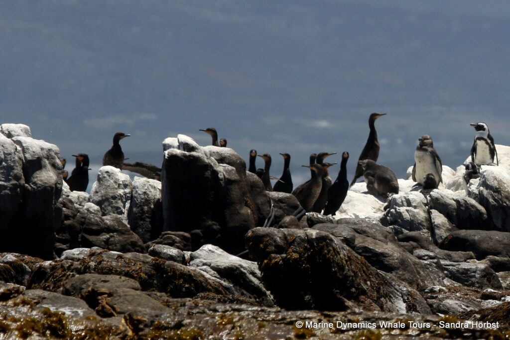 cormorant, whale watching, gansbaai, south africa,