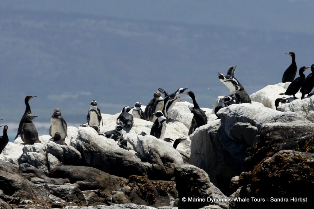 african penguin, whale watching, gansbaai, south africa