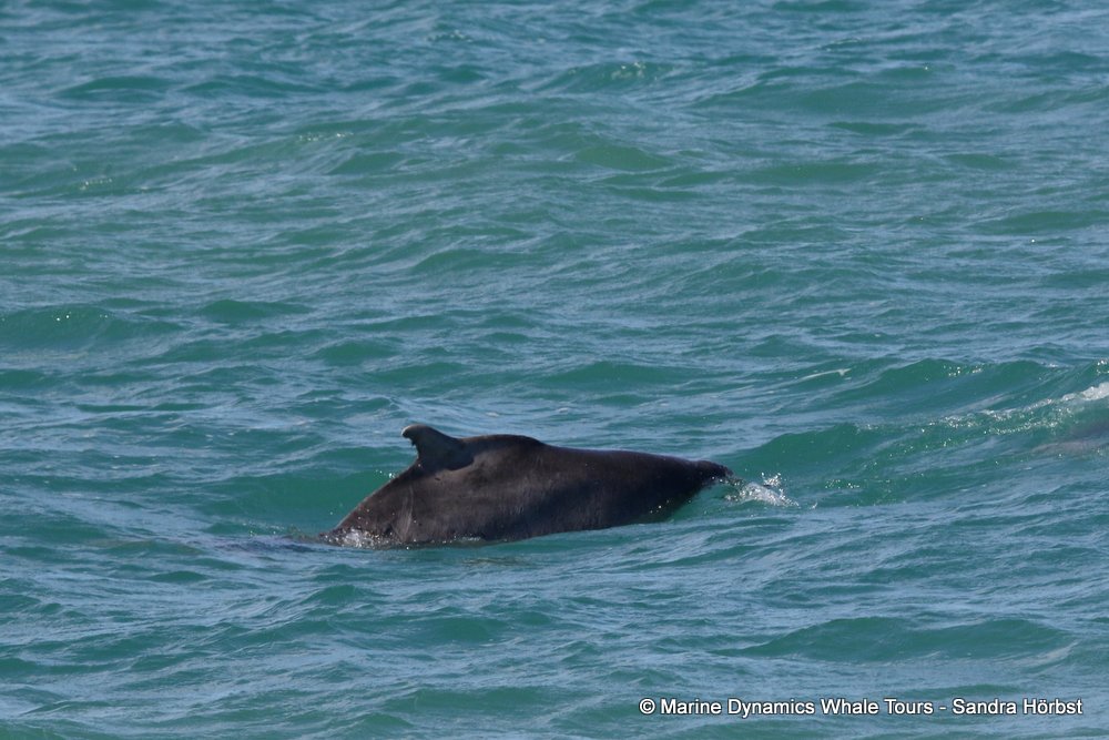 humpback dolphin, whale watching, gansbaai, south africa