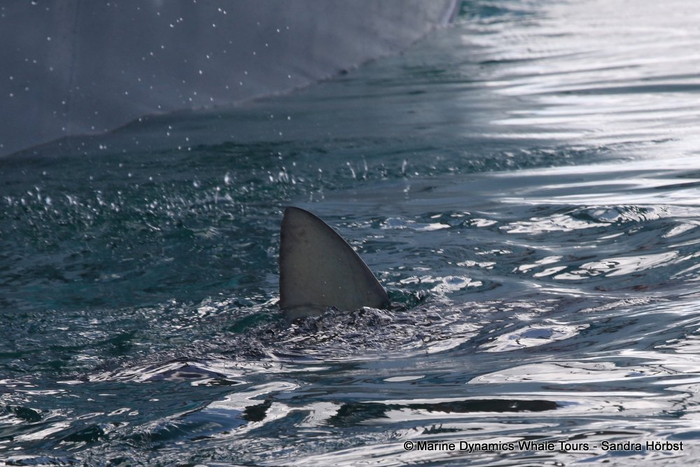 bronze whaler shark, whale watching, gansbaai, south africa,