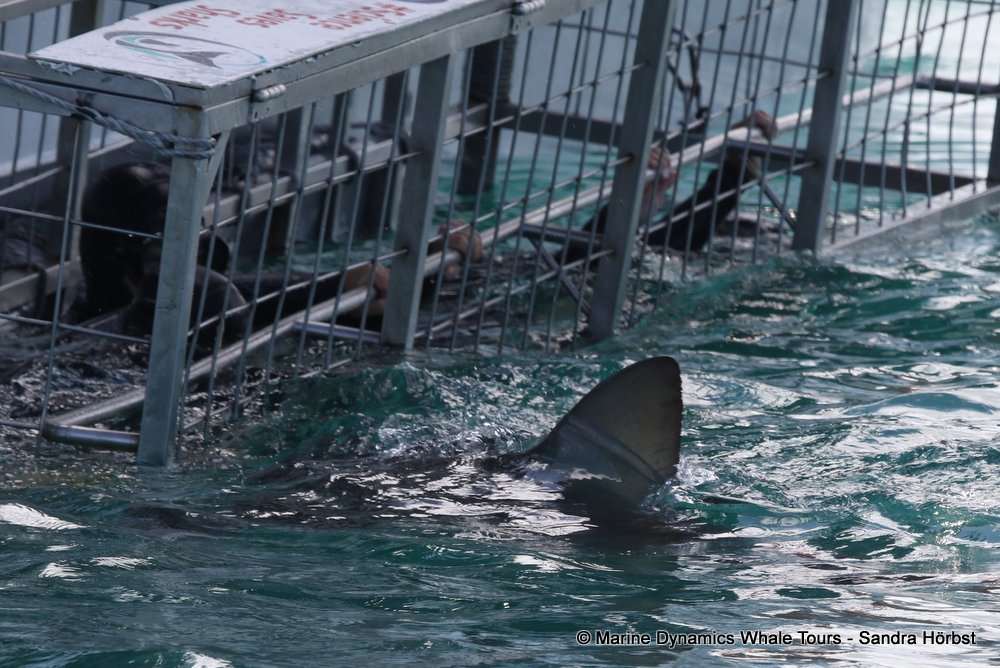 bronze whaler shark, whale watching, gansbaai, south africa,