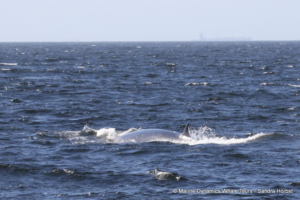 bryde's whale, whale watching, gansbaai, south africa,