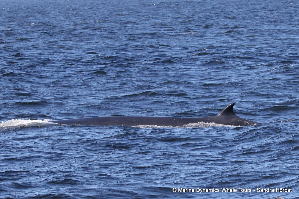 bryde's whale, whale watching, gansbaai, south africa,