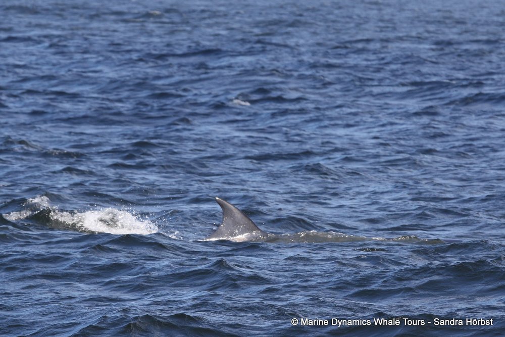 bryde's whale, whale watching, gansbaai, south africa,