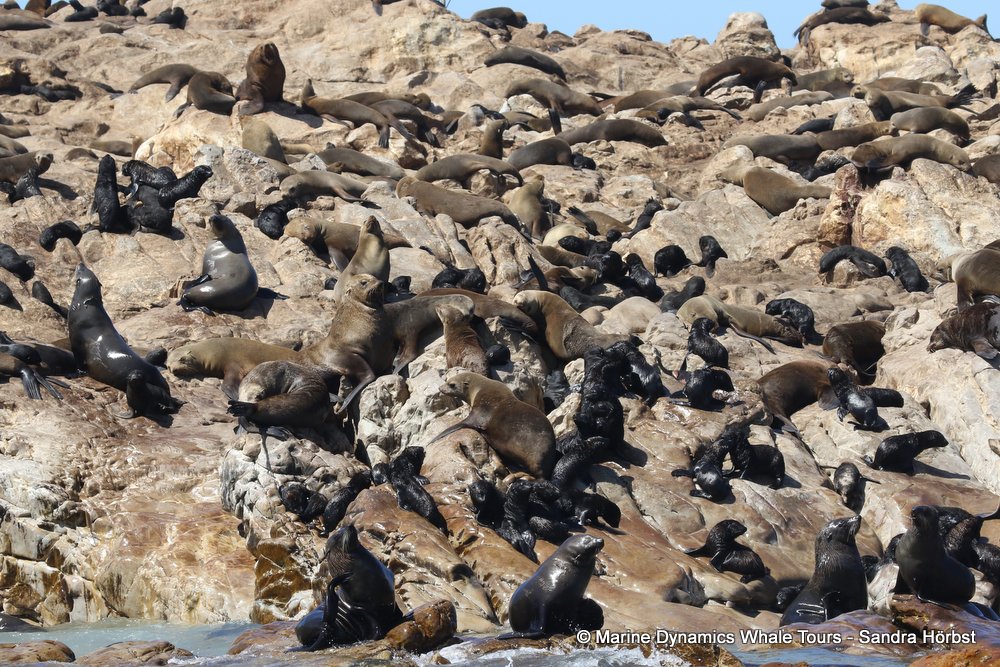 cape fur seal, whale watching, gansbaai, south africa