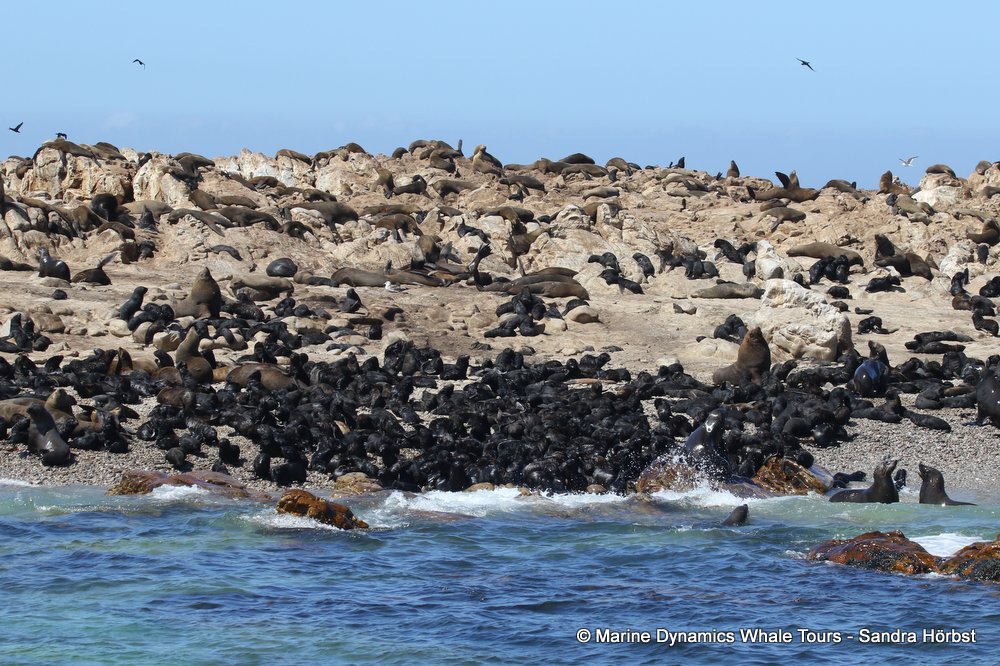 cape fur seal colony, whale watching, gansbaai, south africa,