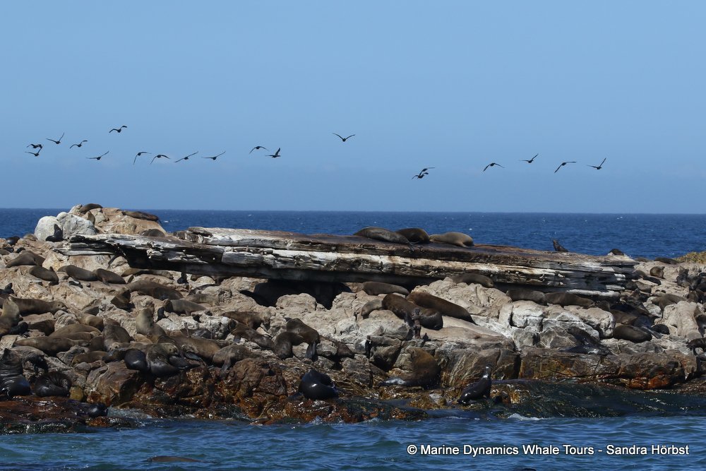 cape fur seal, whale watching, gansbaai, south africa