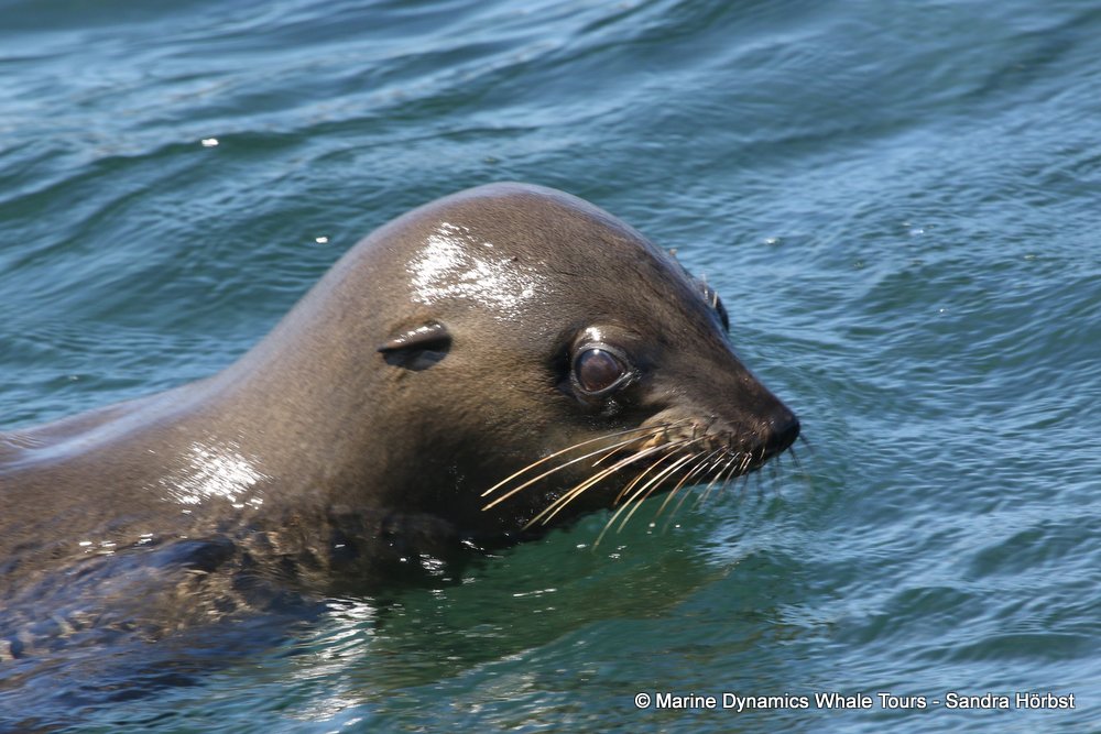 cape fur seal, whale watching, gansbaai, south africa