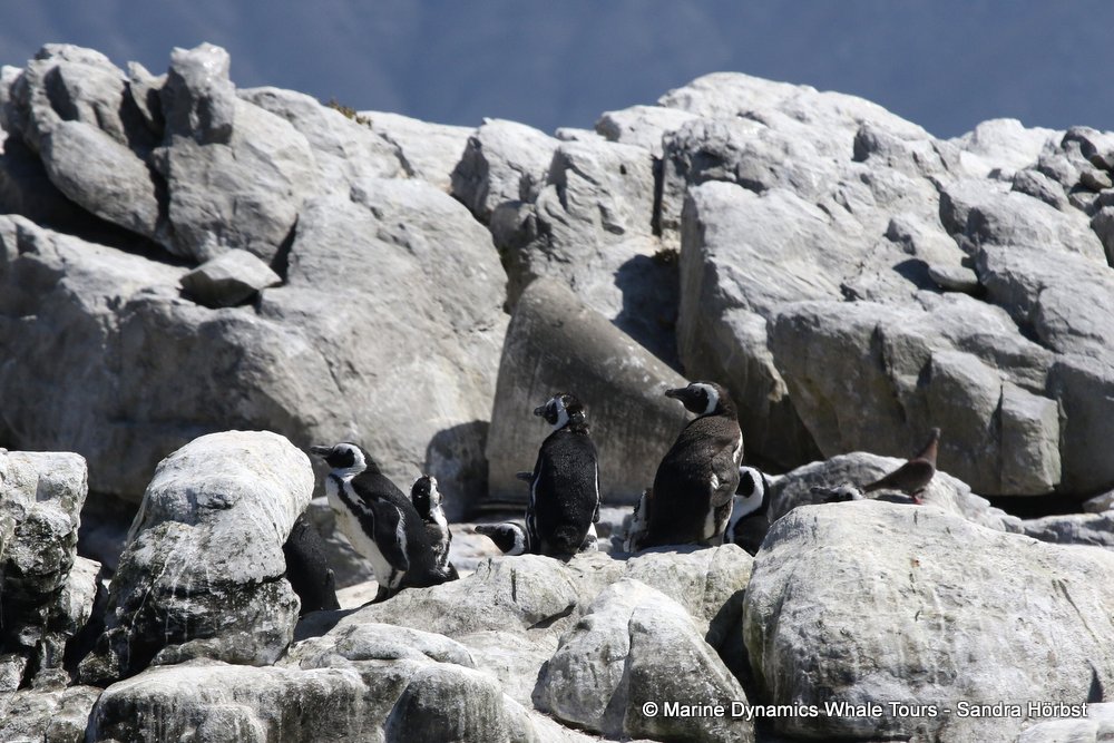 penguins, whale watching, gansbaai, south africa,
