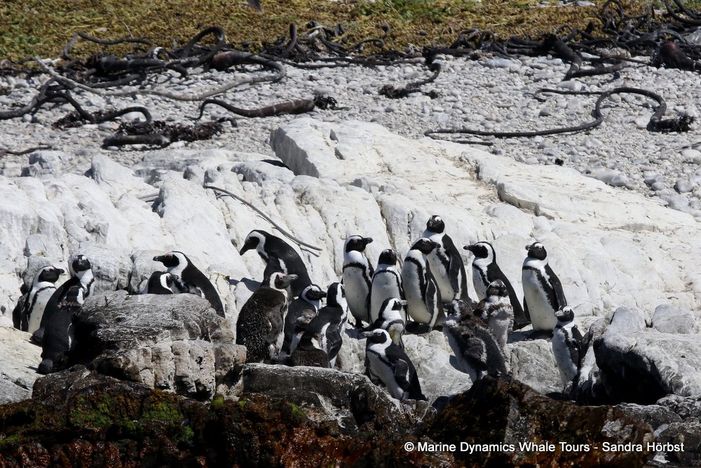 penguins, whale watching, gansbaai, south africa,