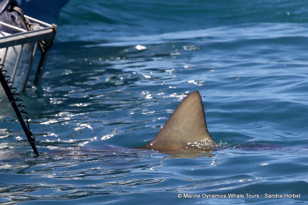 bronze whaler shark, whale watching, gansbaai, south africa,