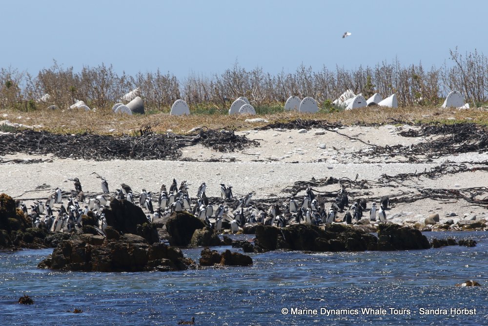 penguins, whale watching, gansbaai, south africa,