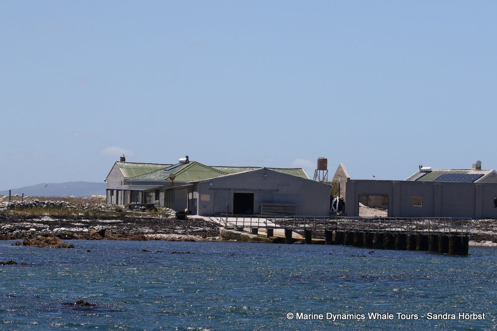dyer island, whale watching, gansbaai, south africa,