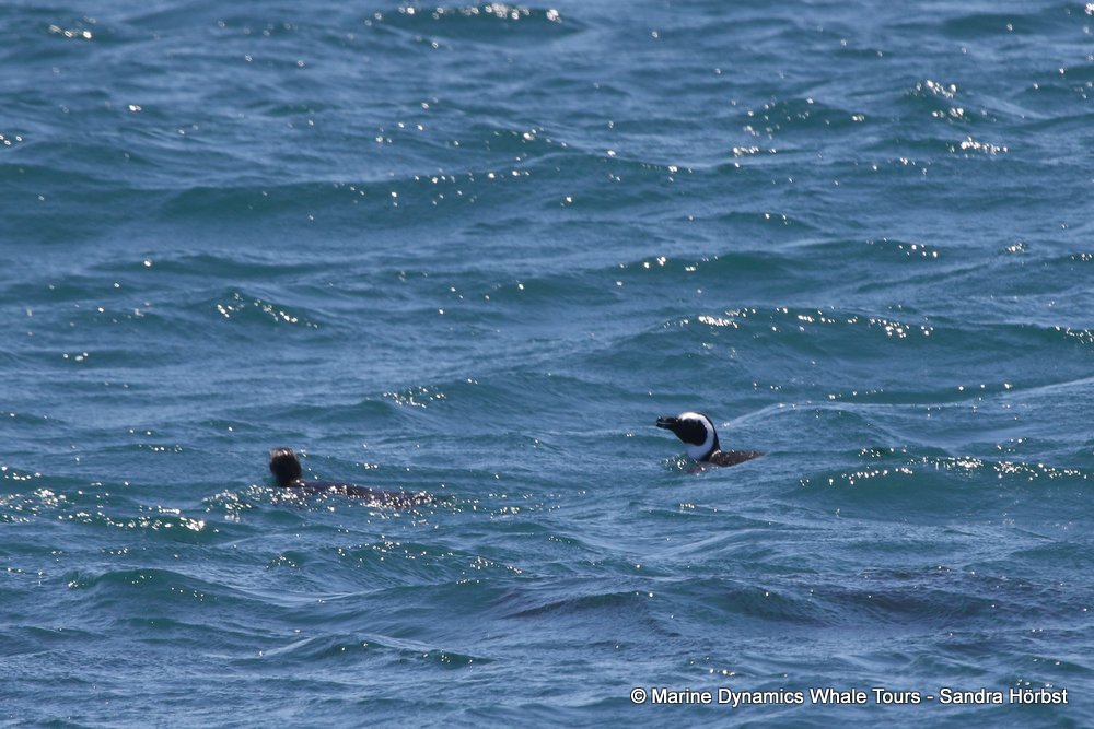 penguins, whale watching, gansbaai, south africa,