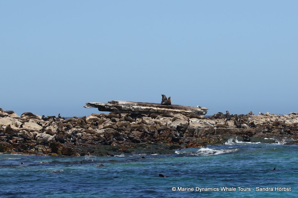 cape fur seal, whale watching, gansbaai, south africa