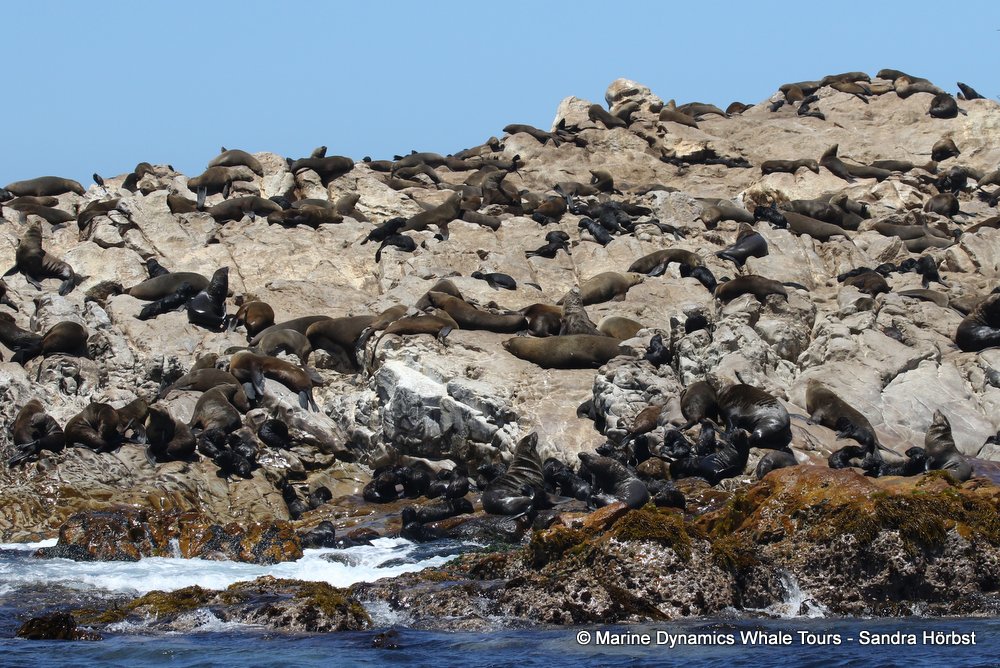 cape fur seal, whale watching, gansbaai, south africa