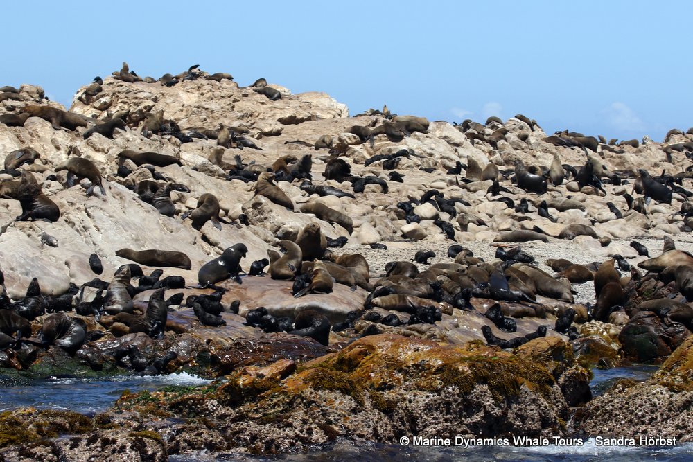 cape fur seal, whale watching, gansbaai, south africa