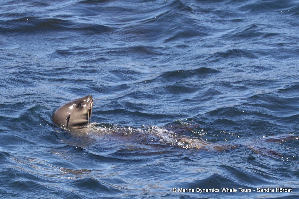 cape fur seal, whale watching, gansbaai, south africa