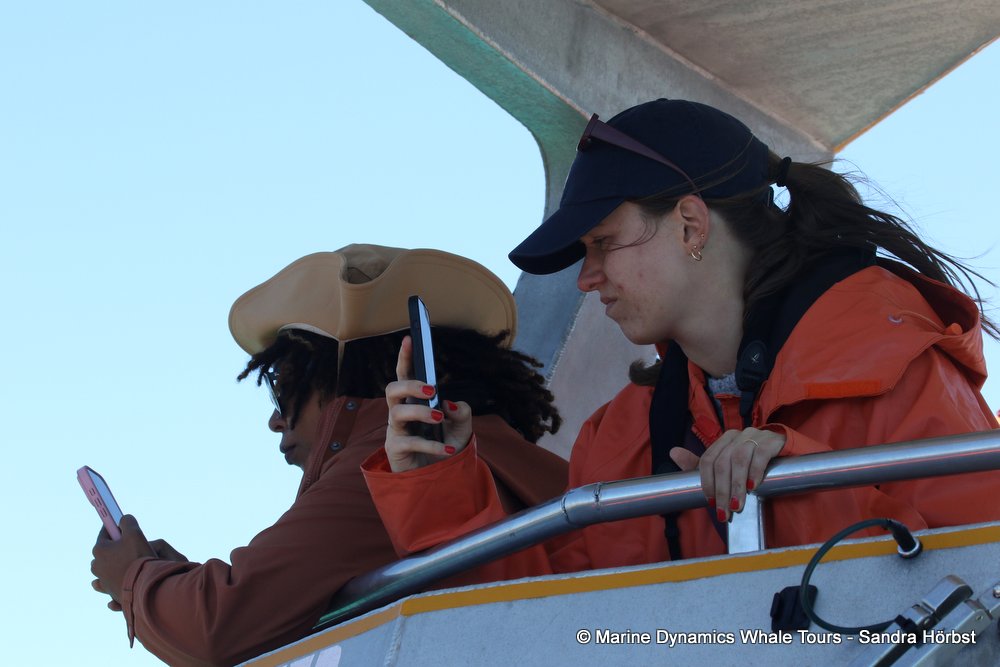 people, whale watching, gansbaai, south africa