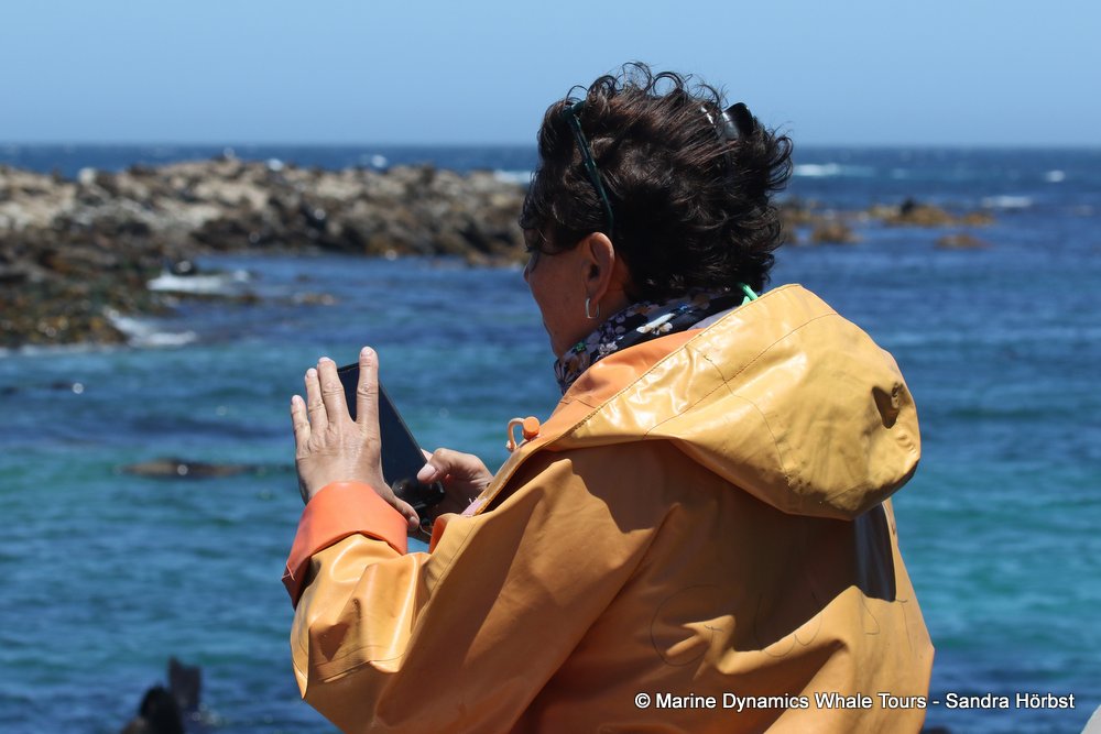 people, whale watching, gansbaai, south africa