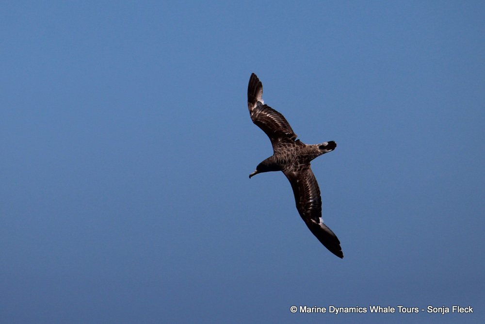cory's shearwater, whale watching, gansbaai, south africa,