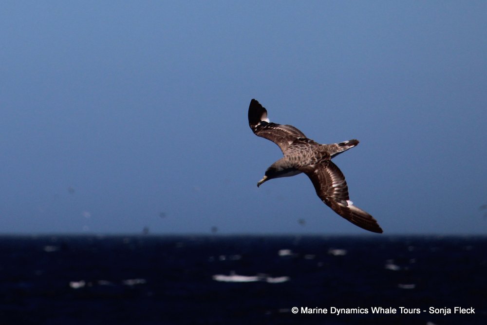 cory's shearwater, whale watching, gansbaai, south africa,