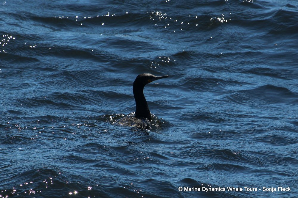 cape cormorants, whale watching, gansbaai, south africa