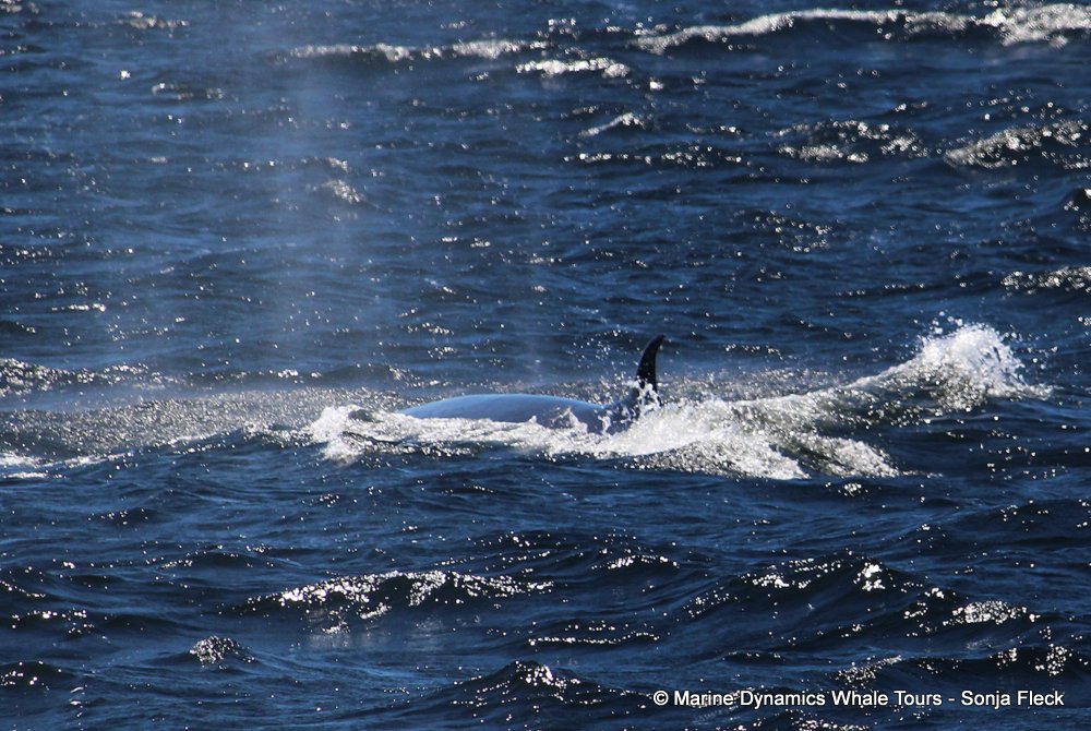 bryde's whale, whale watching, gansbaai, south africa,