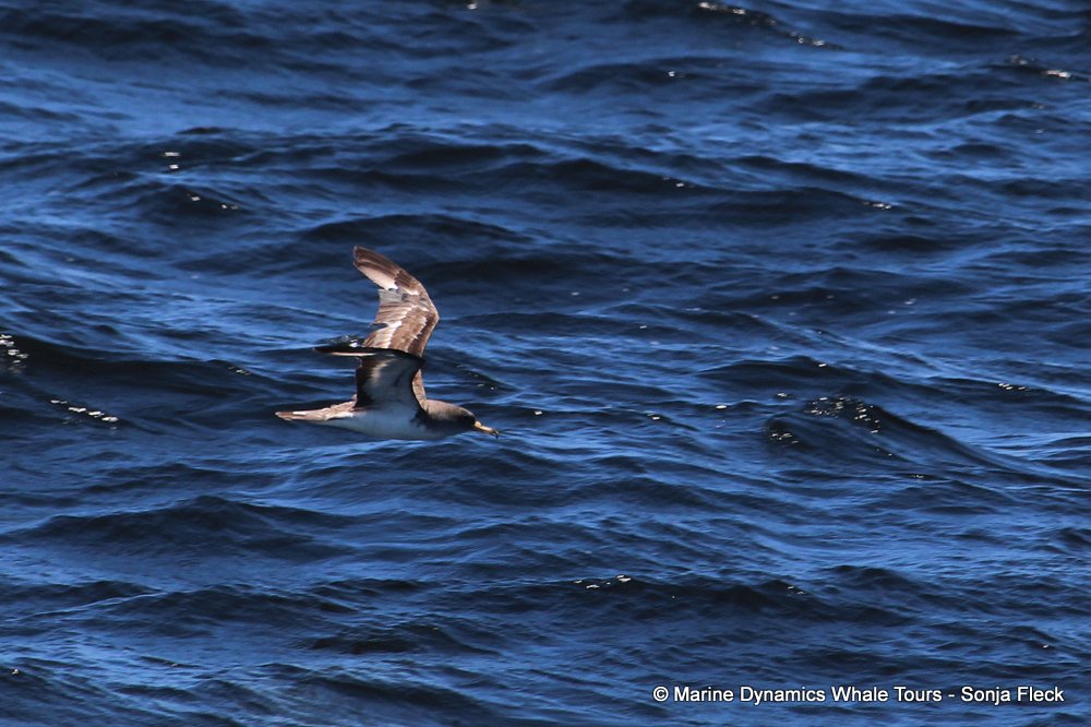 cory's shearwater, whale watching, gansbaai, south africa,