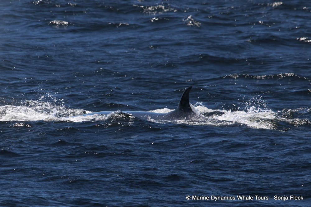 bryde's whale, whale watching, gansbaai, south africa,