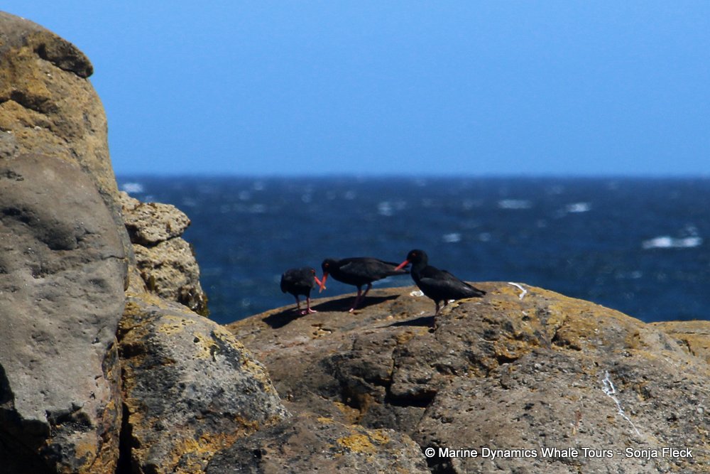 African Oystercatcher, whale watching, gansbaai, south africa,