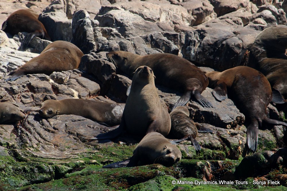 cape fur seal, whale watching, gansbaai, south africa