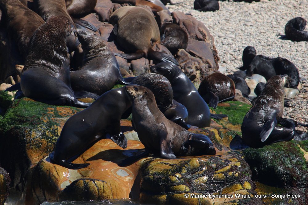 cape fur seal, whale watching, gansbaai, south africa