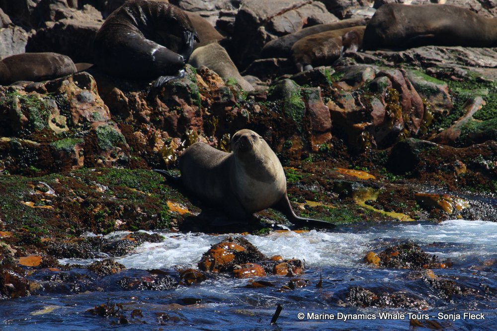 cape fur seal, whale watching, gansbaai, south africa