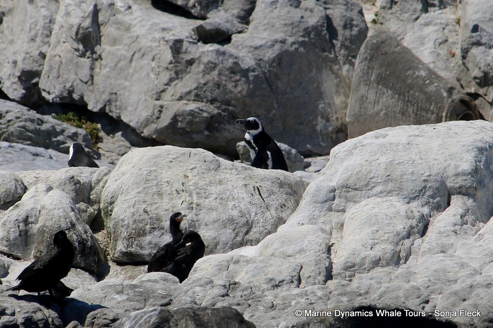 african penguin, whale watching, gansbaai, south africa