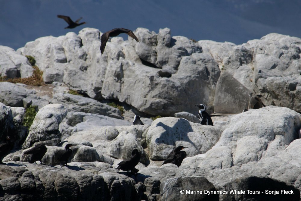 african penguin, whale watching, gansbaai, south africa