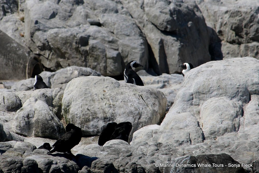 african penguin, whale watching, gansbaai, south africa
