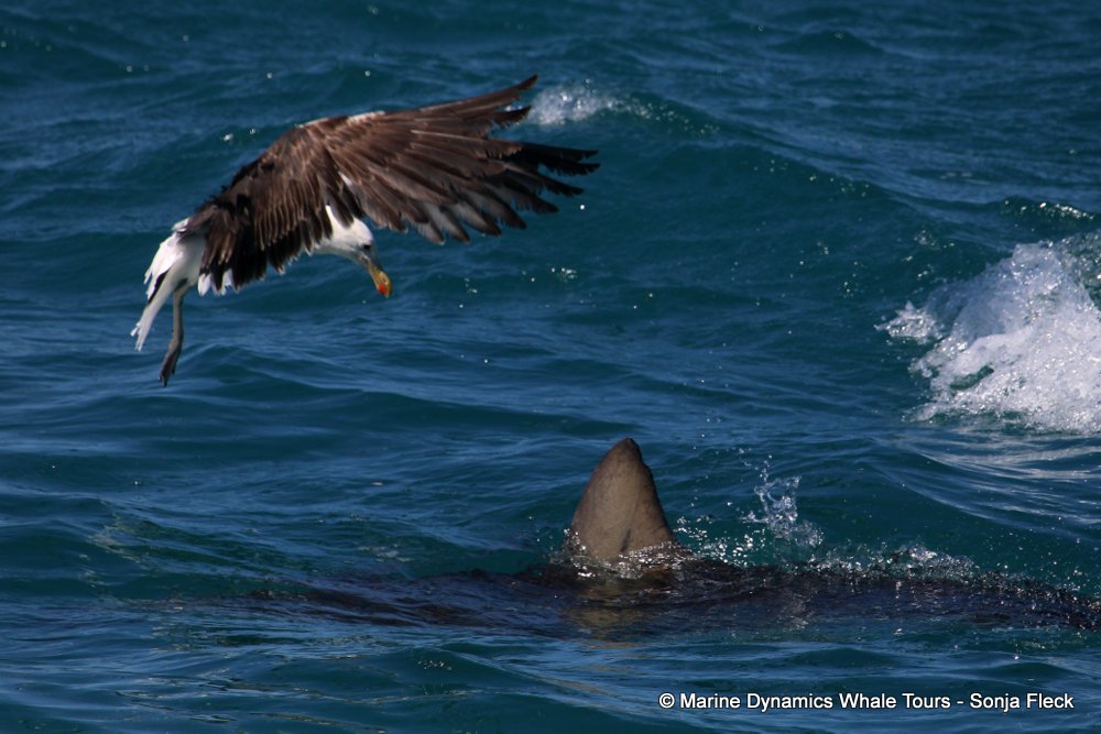 bronze whaler shark, whale watching, gansbaai, south africa,