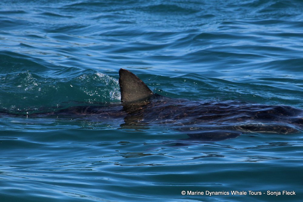 bronze whaler shark, whale watching, gansbaai, south africa,