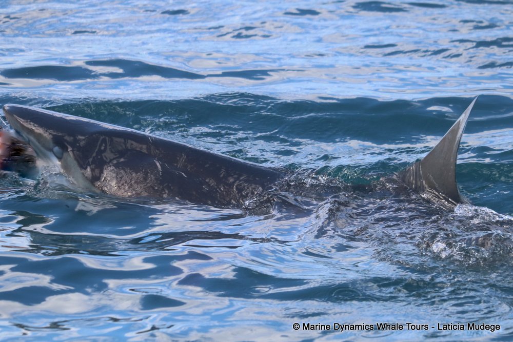 bronze whaler shark, whale watching, gansbaai, south africa,