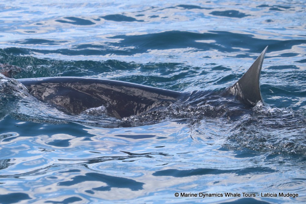 bronze whaler shark, whale watching, gansbaai, south africa,