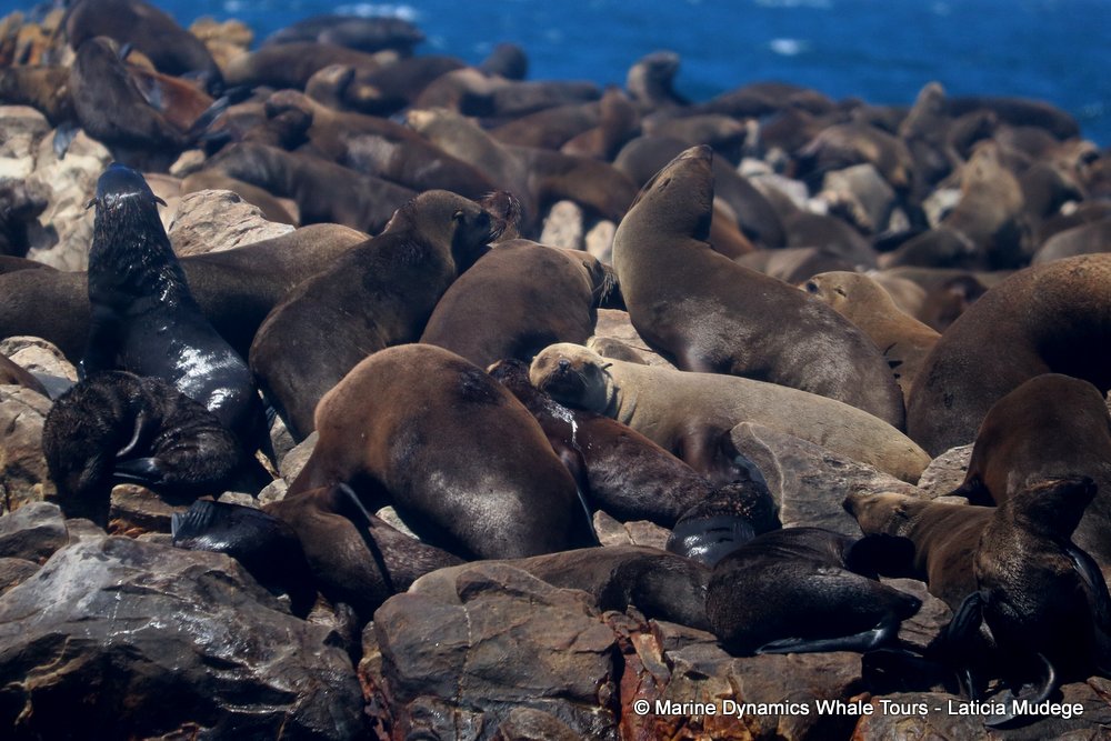 cape fur seal, whale watching, gansbaai, south africa