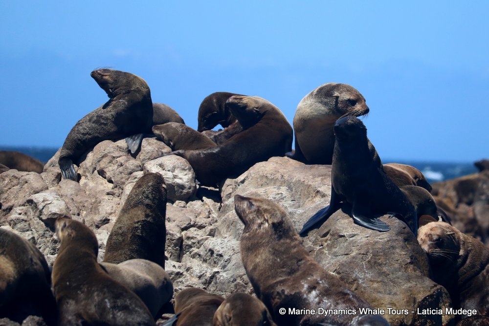 cape fur seal, whale watching, gansbaai, south africa