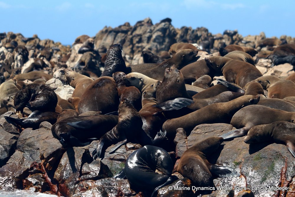 cape fur seal, whale watching, gansbaai, south africa