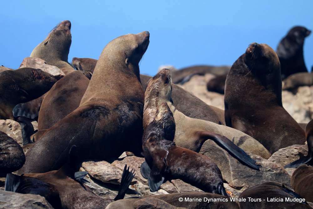 cape fur seal, whale watching, gansbaai, south africa